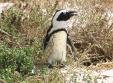 Le pingouin