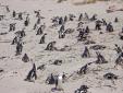 Les pingouins