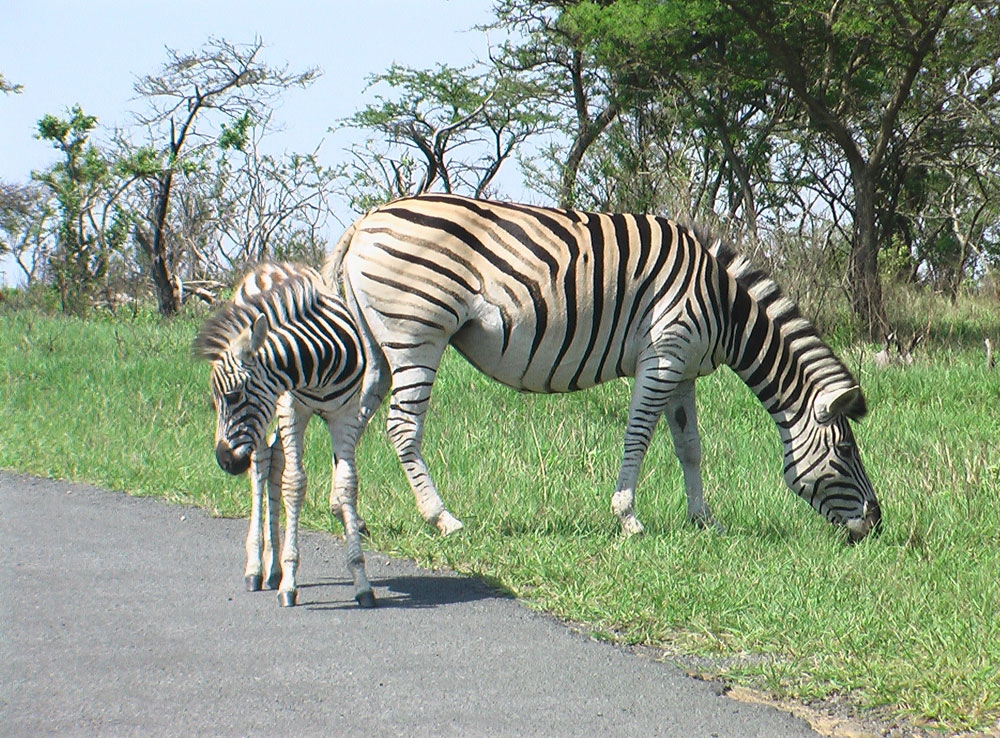 BÃ©bÃ© et maman ZÃ¨bre