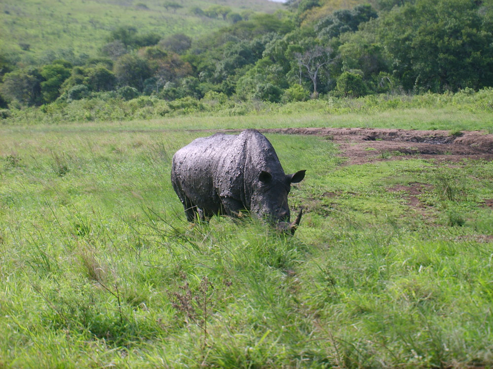 Le Rhinoceros
