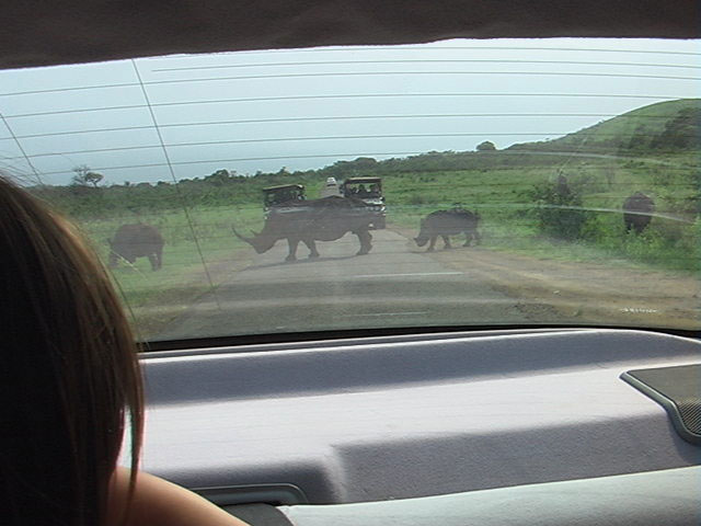 Les Rhinos traversent la route