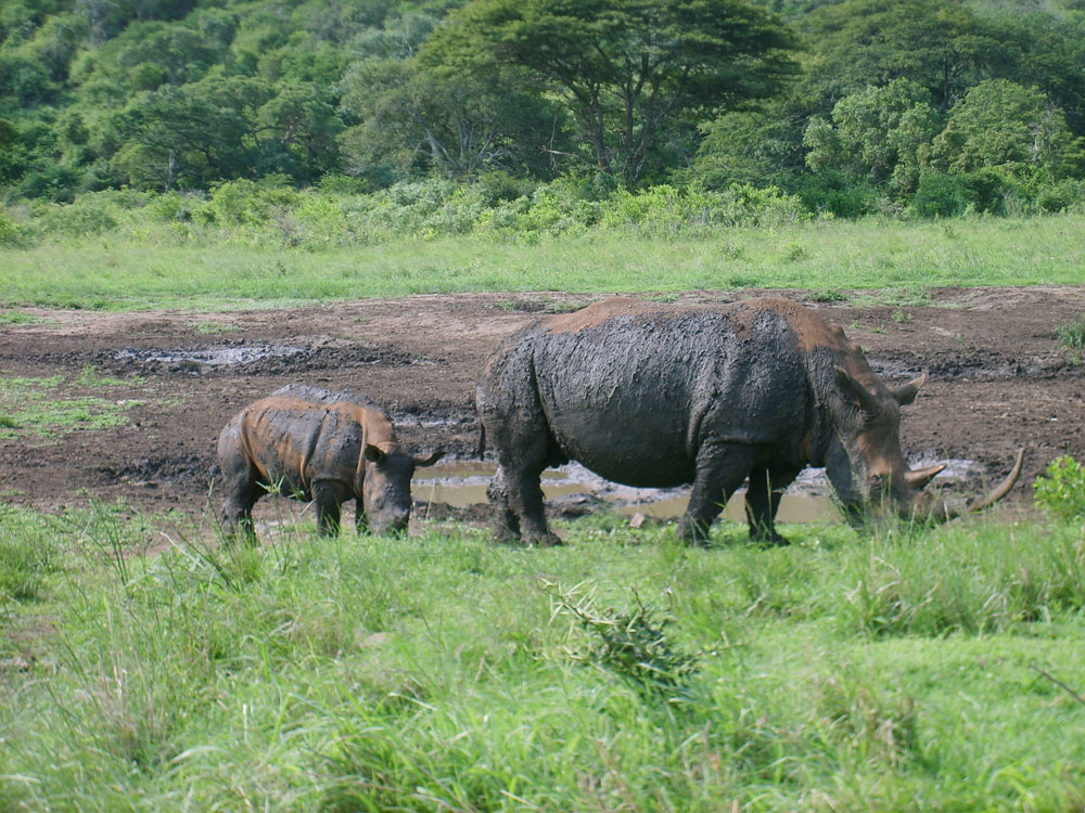 Maman et BÃ©bÃ© Rhino