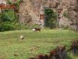 Croisement entre un chien et un rat