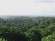 La forÃªt de Guyane