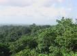 La jungle de Guyane