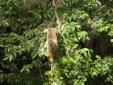 Un singe aux Iles du Salut