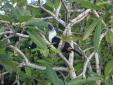 Un Toucan