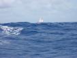 Sheer Tenacity en route pour Jacare
