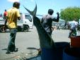 MarchÃ© aux poissons