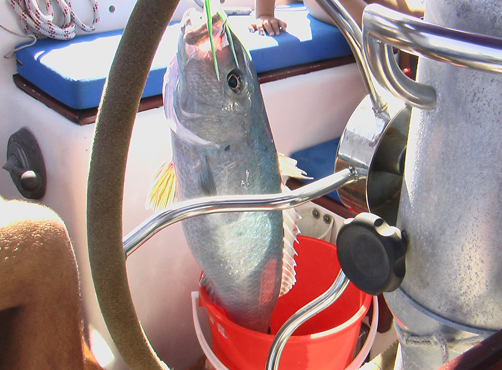 Job Fish