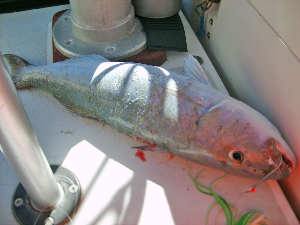 Job fish