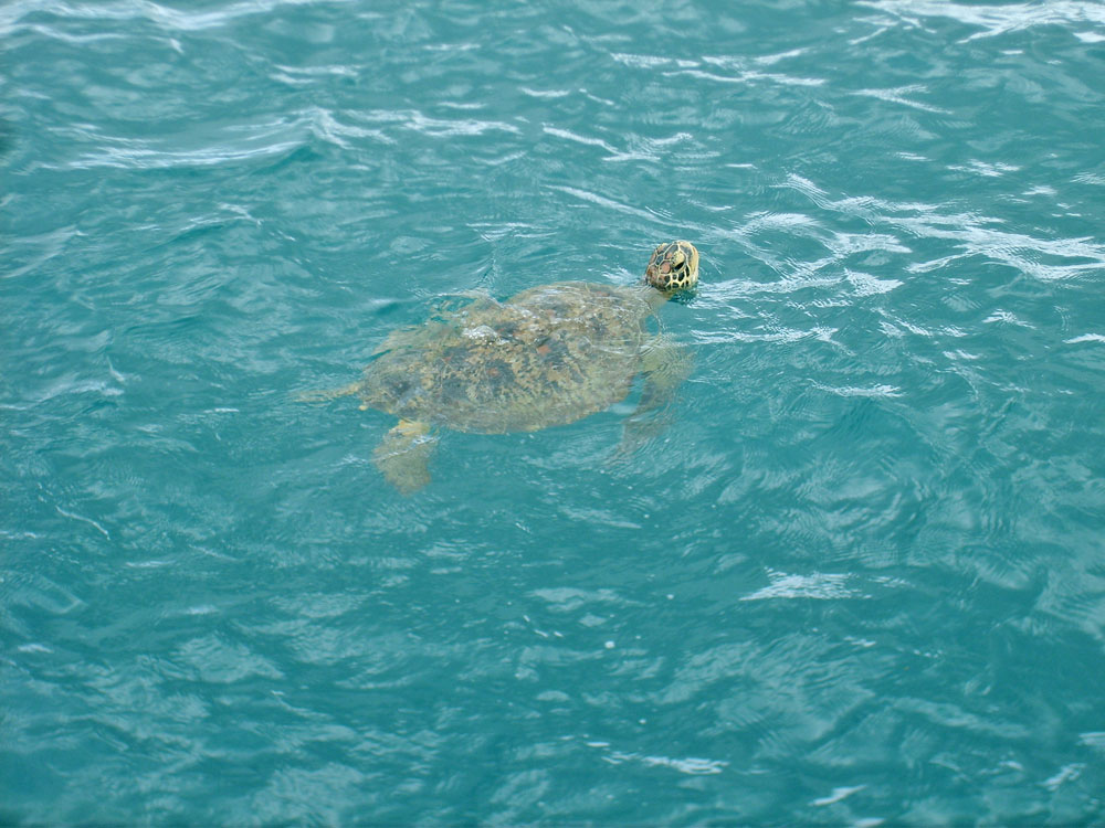 Tortue Ã  JDN