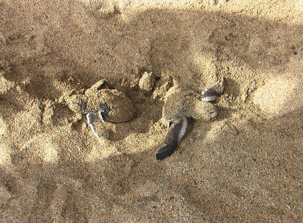 Naissance d'une tortue