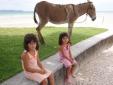 Itaparica et son bourro (ane)