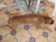 Le chien stressÃ©