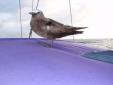 Mon pote l'oiseau