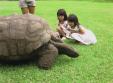 Les petites avec une tortue