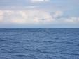 ArrivÃ©e a Antigua avec une baleine