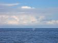 ArrivÃ©e a Antigua avec une baleine