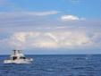 ArrivÃ©e a Antigua avec une baleine