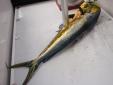 Une belle daurade prise en mer vers Rio